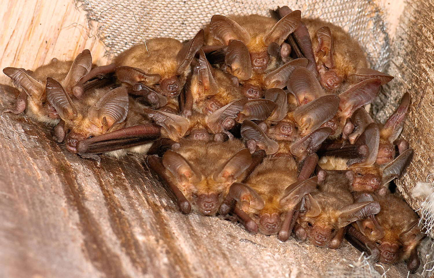 Image of pallid bat