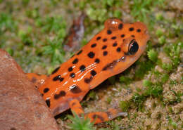 Image of Cave Salamander