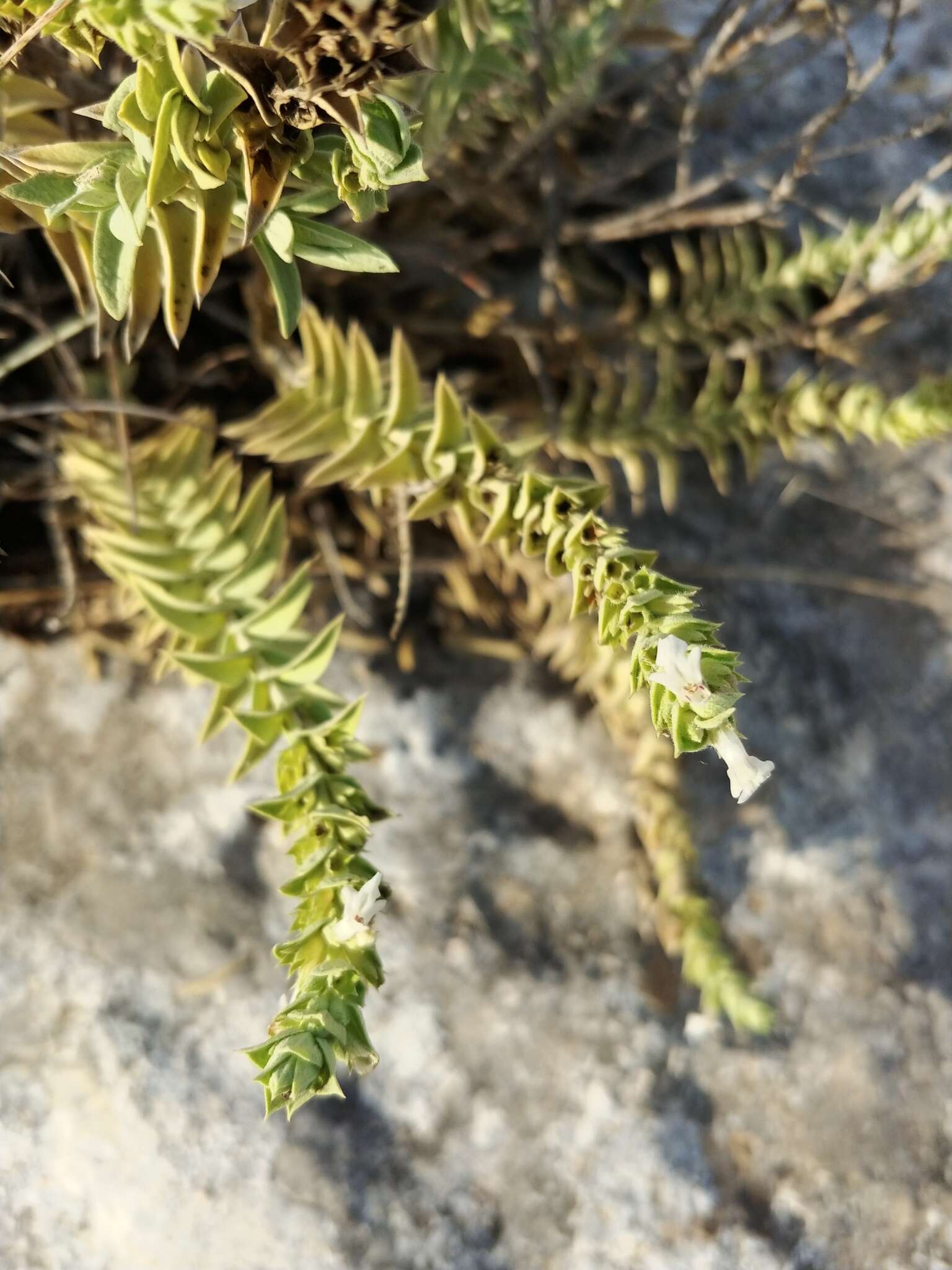 Слика од Stachys palaestina L.