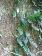 Image of Vanilla somae Hayata