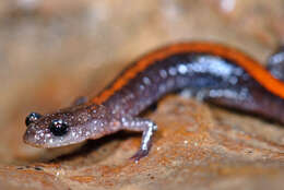 Image of Ozark Zigzag Salamander