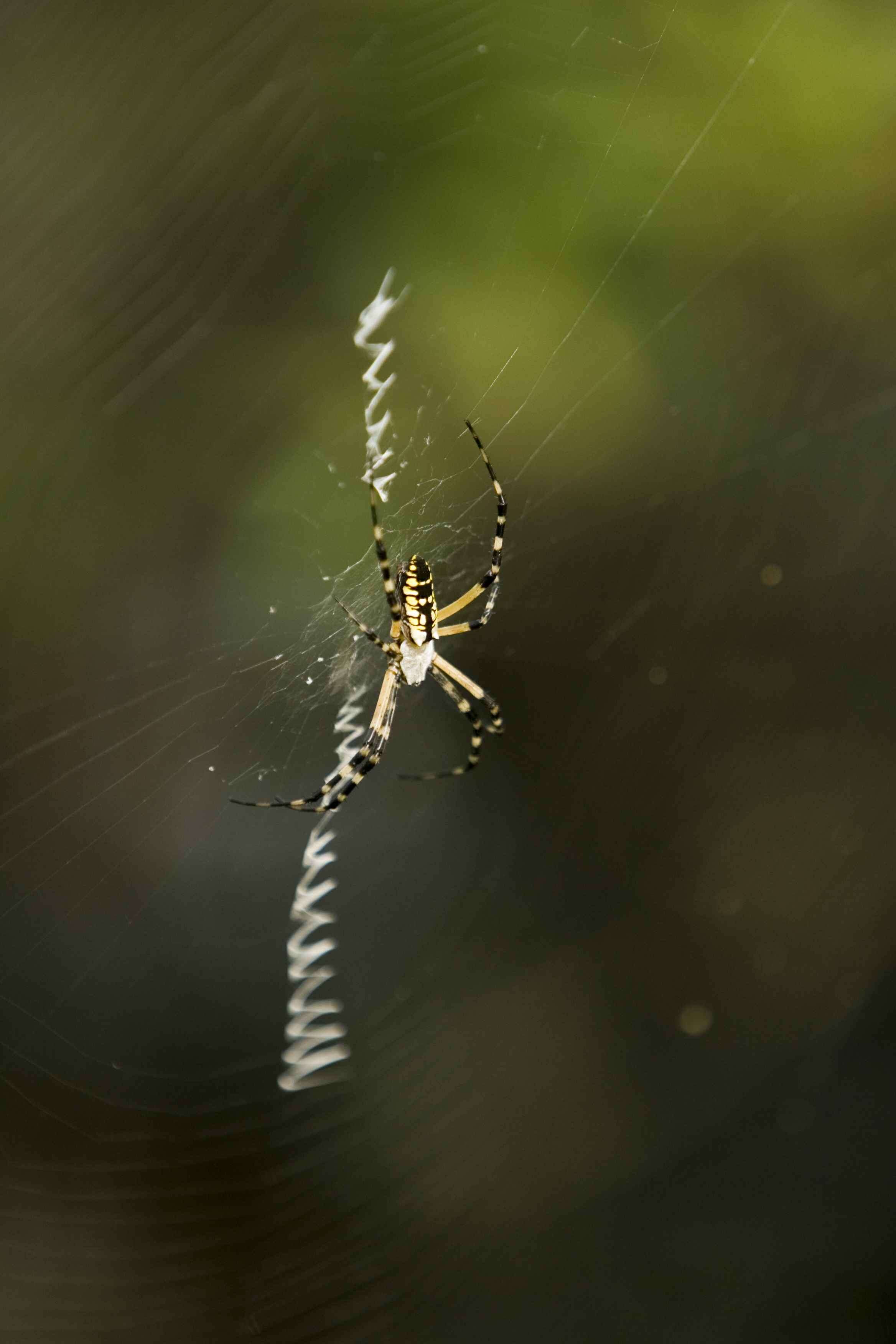 Image of Black-and-Yellow Argiope