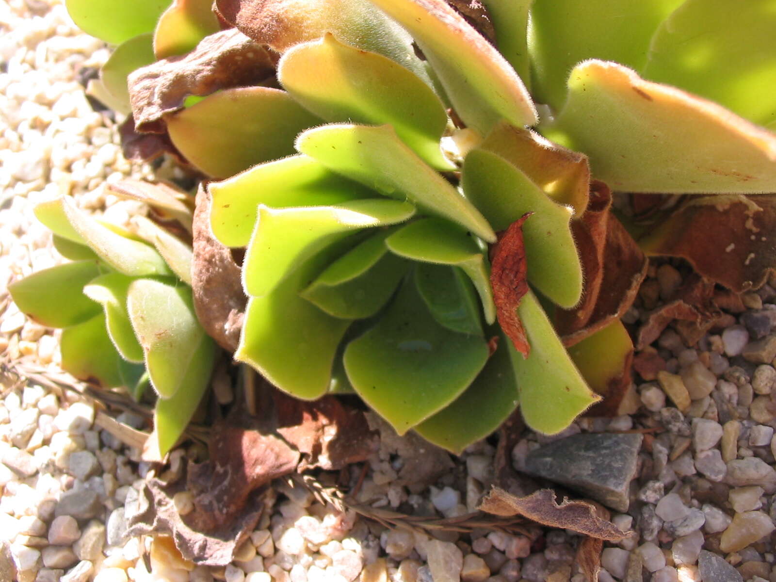 Image of Aeonium canariense (L.) Webb & Berth.