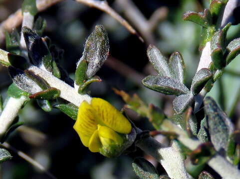 Image of Melolobium candicans (E. Mey.) Eckl. & Zeyh.