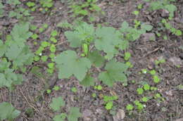 Image of Black Currant