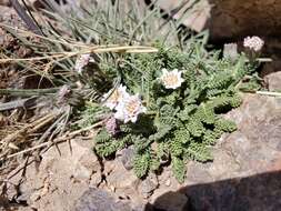 Leucheria scrobiculata Gill. & Don resmi