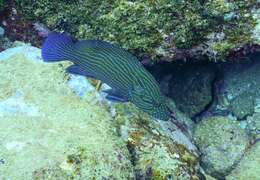 Image of Blue-lined Rock Cod