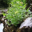 Image de Paederota lutea Scop.