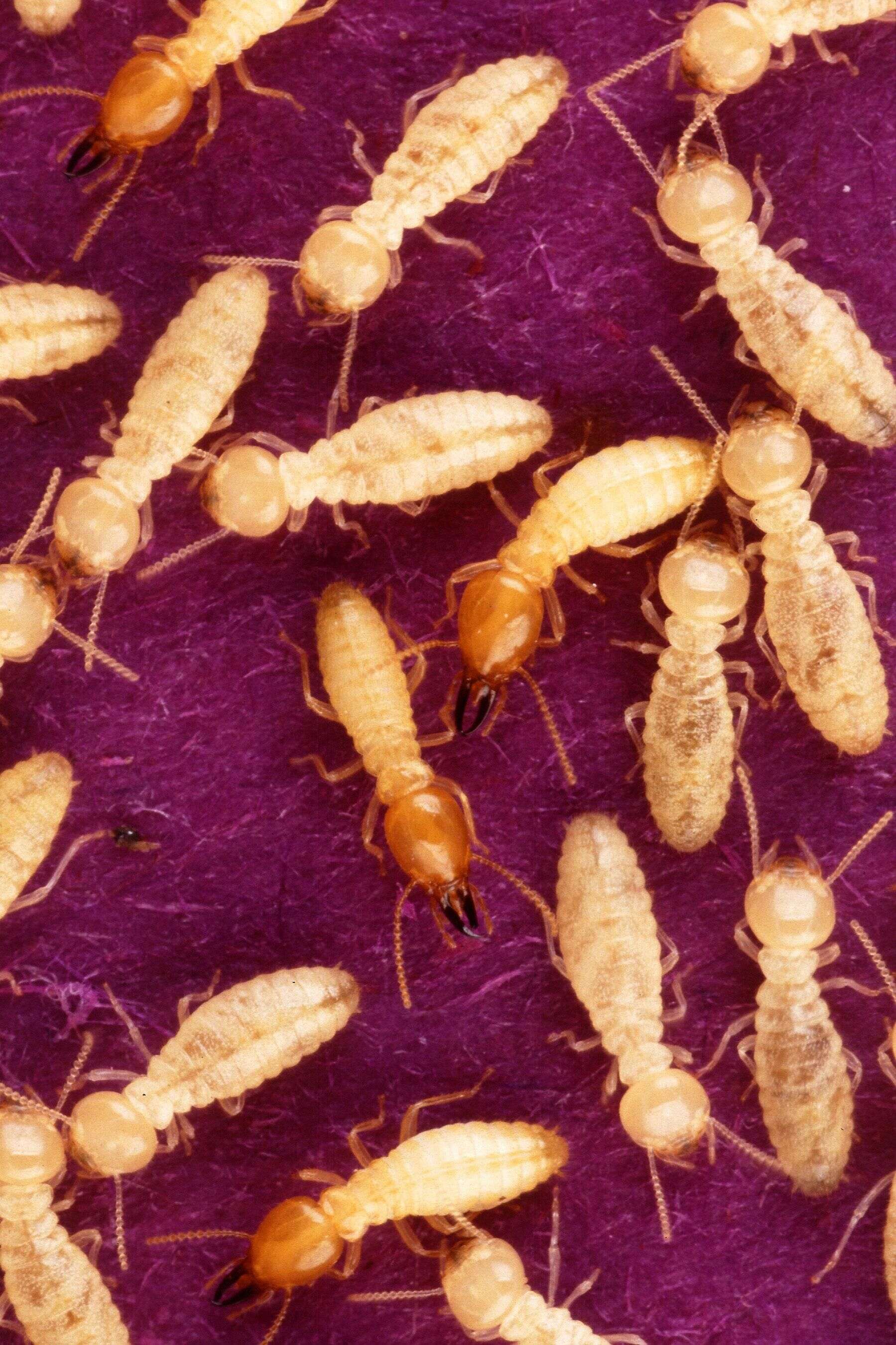 Image of Formosan subterranean termite