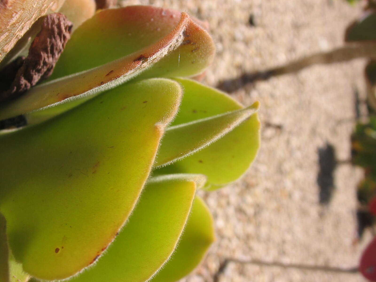 Image of Aeonium canariense (L.) Webb & Berth.