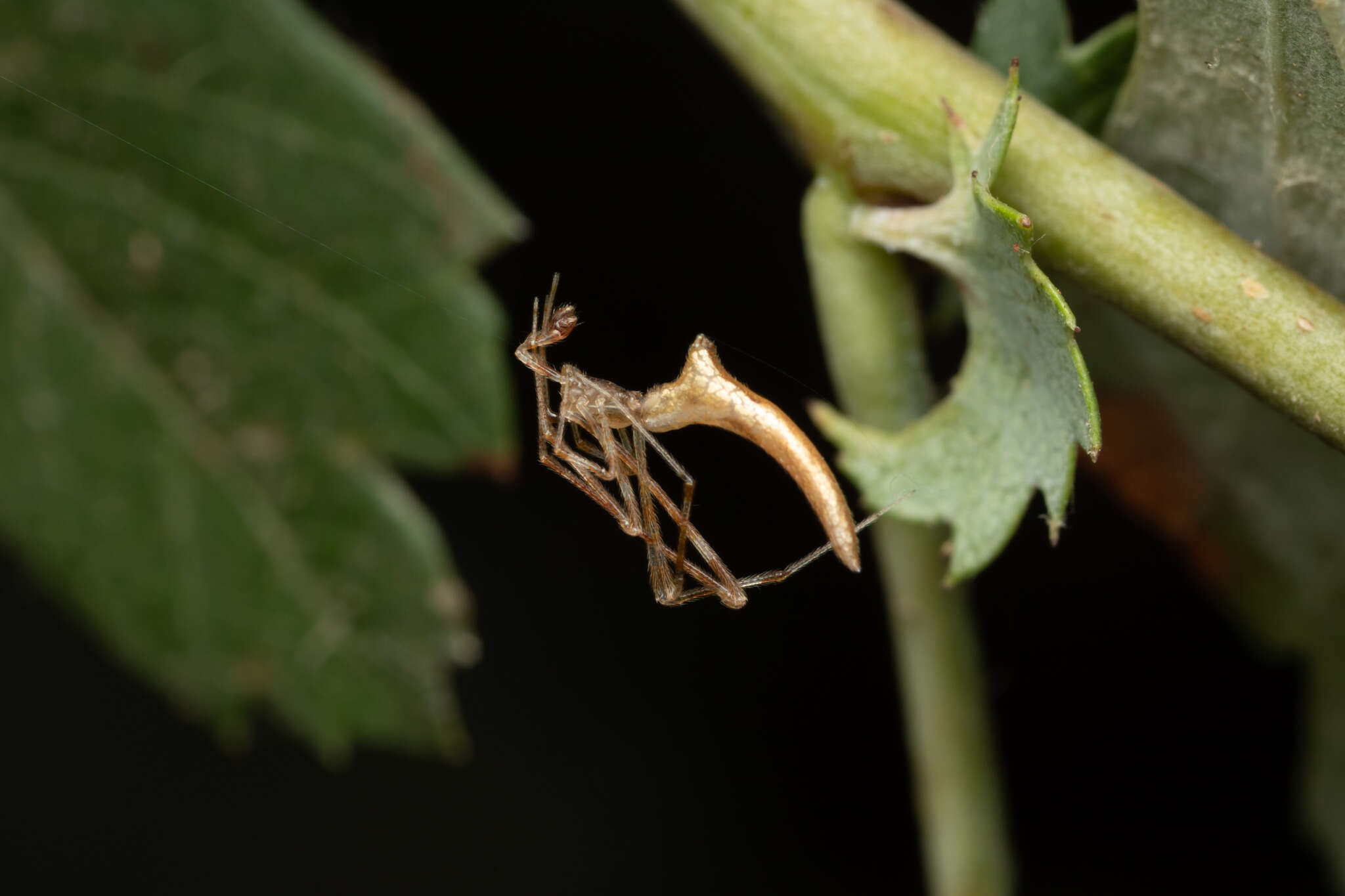 Image of Rhomphaea nasica (Simon 1873)