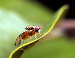 Image of Mediterranean fruit fly