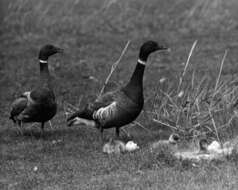 Image of Grey-bellied Brent Goose