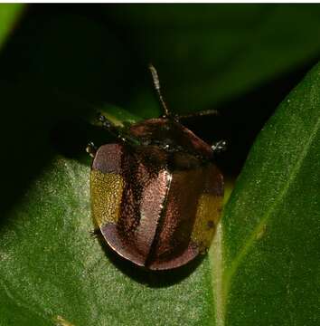 Image of Cyrtonota lateralis (Linnaeus 1758)