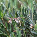 Слика од Andromeda polifolia var. glaucophylla (Link) DC.