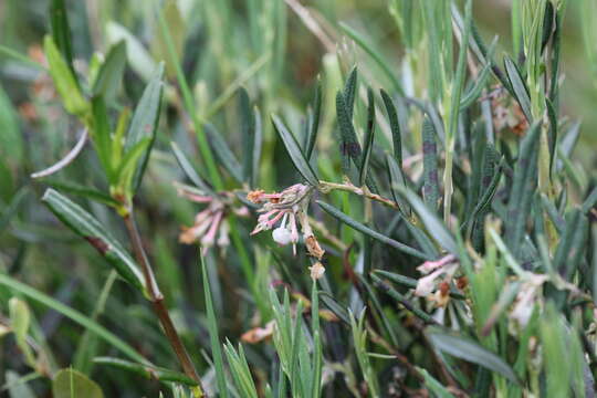 Слика од Andromeda polifolia var. glaucophylla (Link) DC.