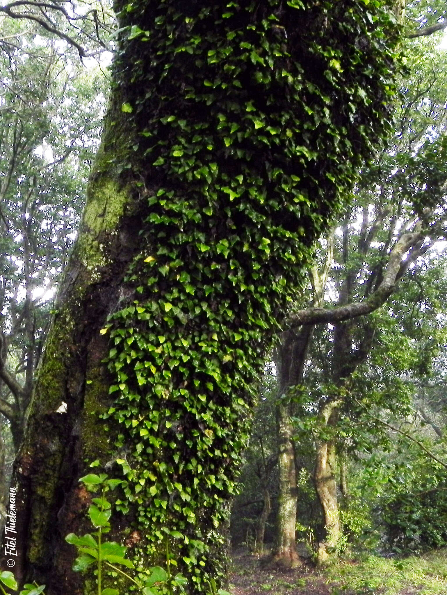 Image of Asplenium trilobum Cav.
