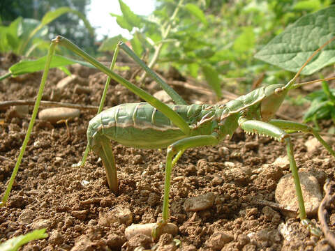 Image of Common Predatory Bush-cricket