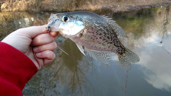 Image of Black Crappie