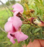 Image of Virgilia oroboides subsp. ferruginea B.-E. van Wyk