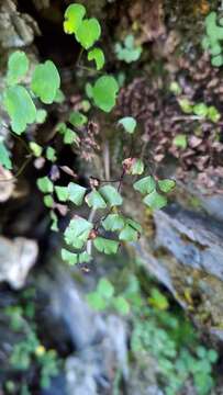 Image of Adiantum formosanum Tag.