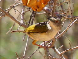 <i>Camaroptera brachyura sharpei</i>的圖片