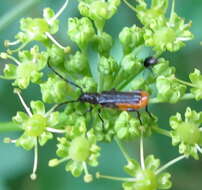 Image of Callimus (Lampropterus) femoratus (Germar 1824)