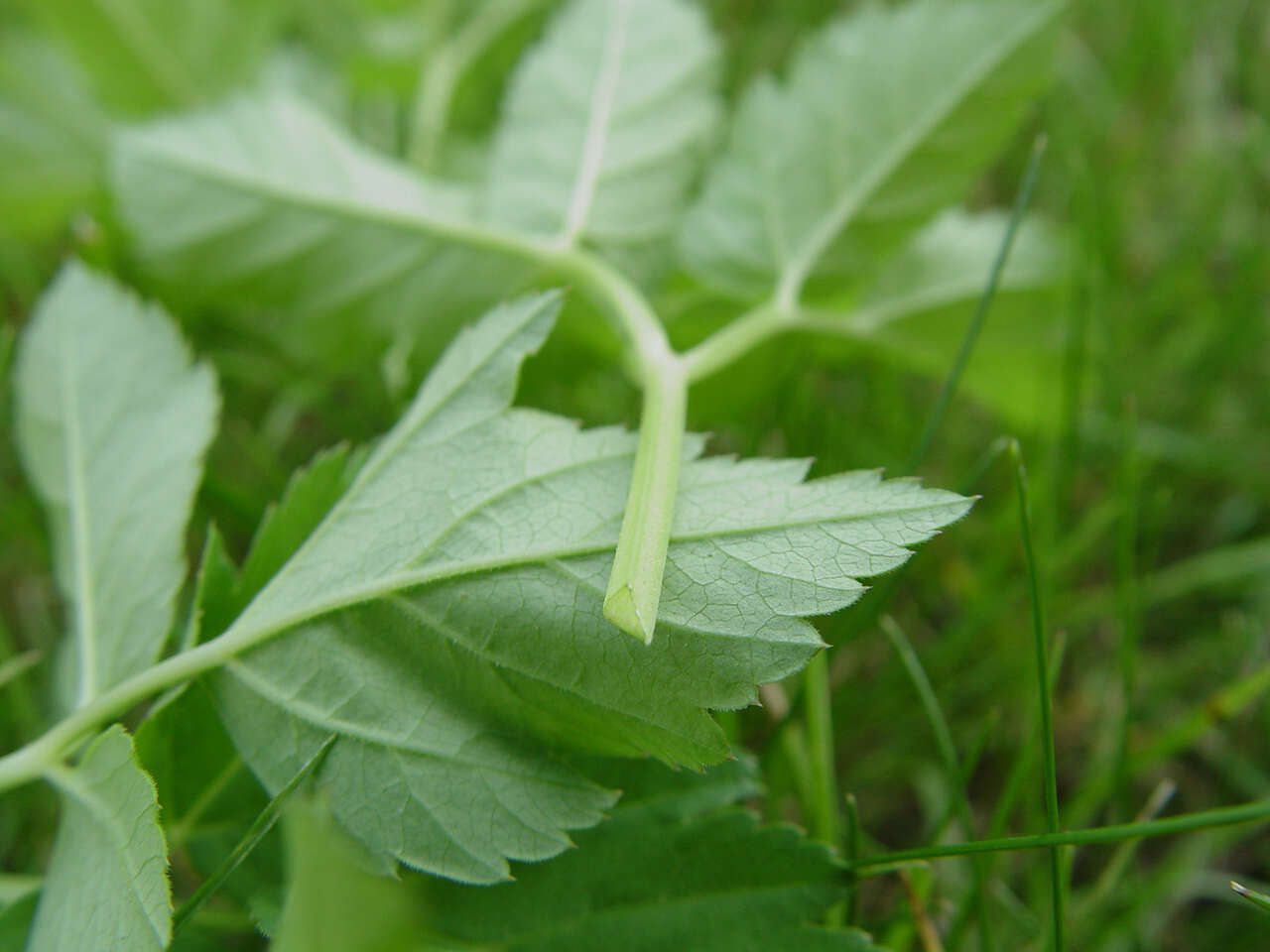 Image of bishop's goutweed