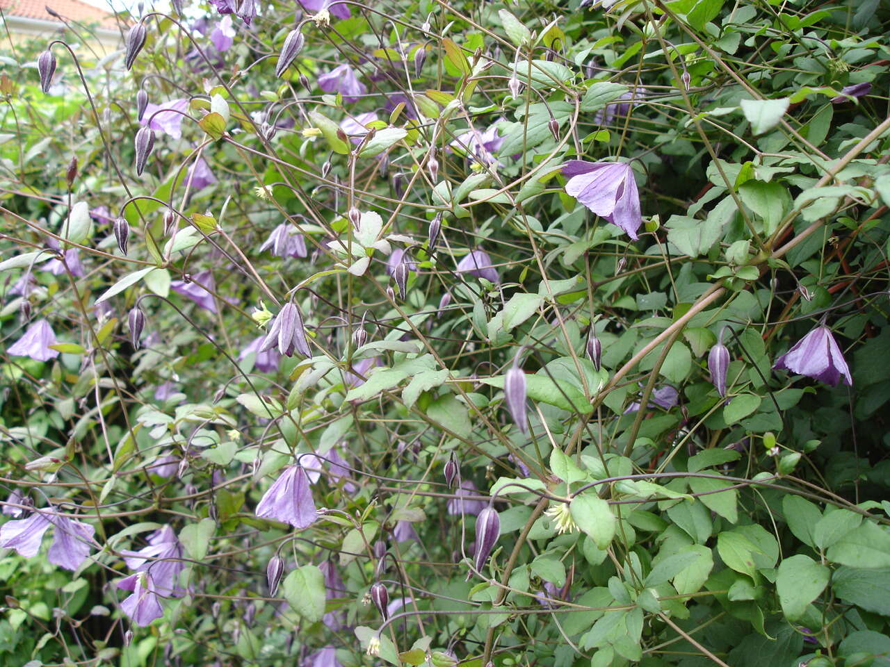 Image de Clématite bleue