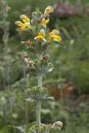 صورة Phlomoides fulgens (Bunge) Adylov, Kamelin & Makhm.