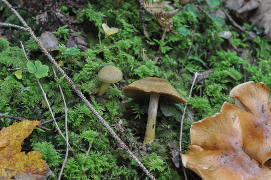 Image of Cortinarius venetus (Fr.) Fr. 1838