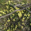 Imagem de Caladenia flava subsp. flava