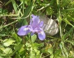 Image of Barbary Nut Iris