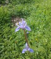 Image of Barbary Nut Iris