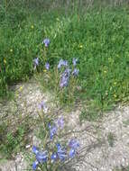 Image of Barbary Nut Iris