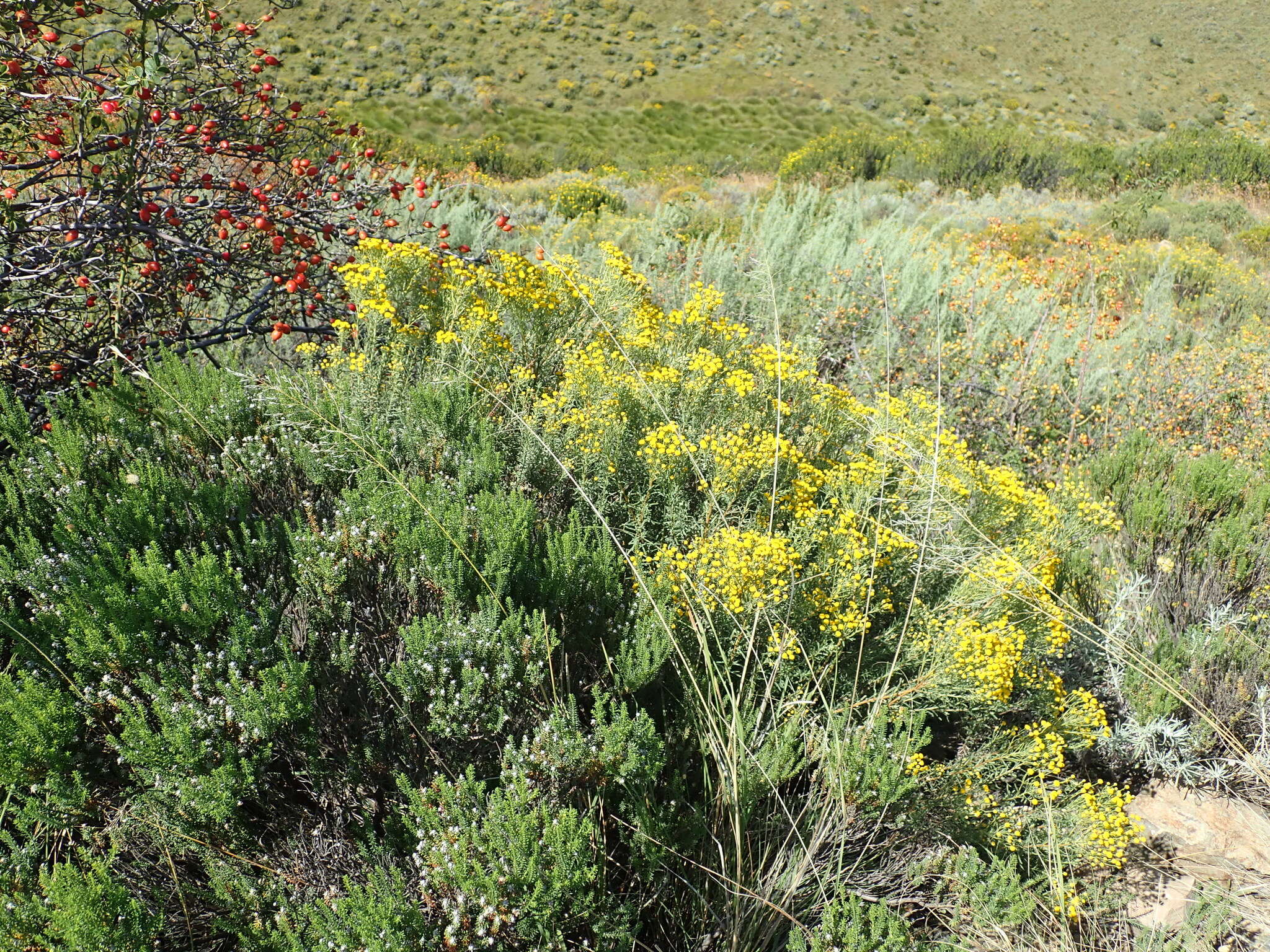 Image of Pentzia cooperi Harv.