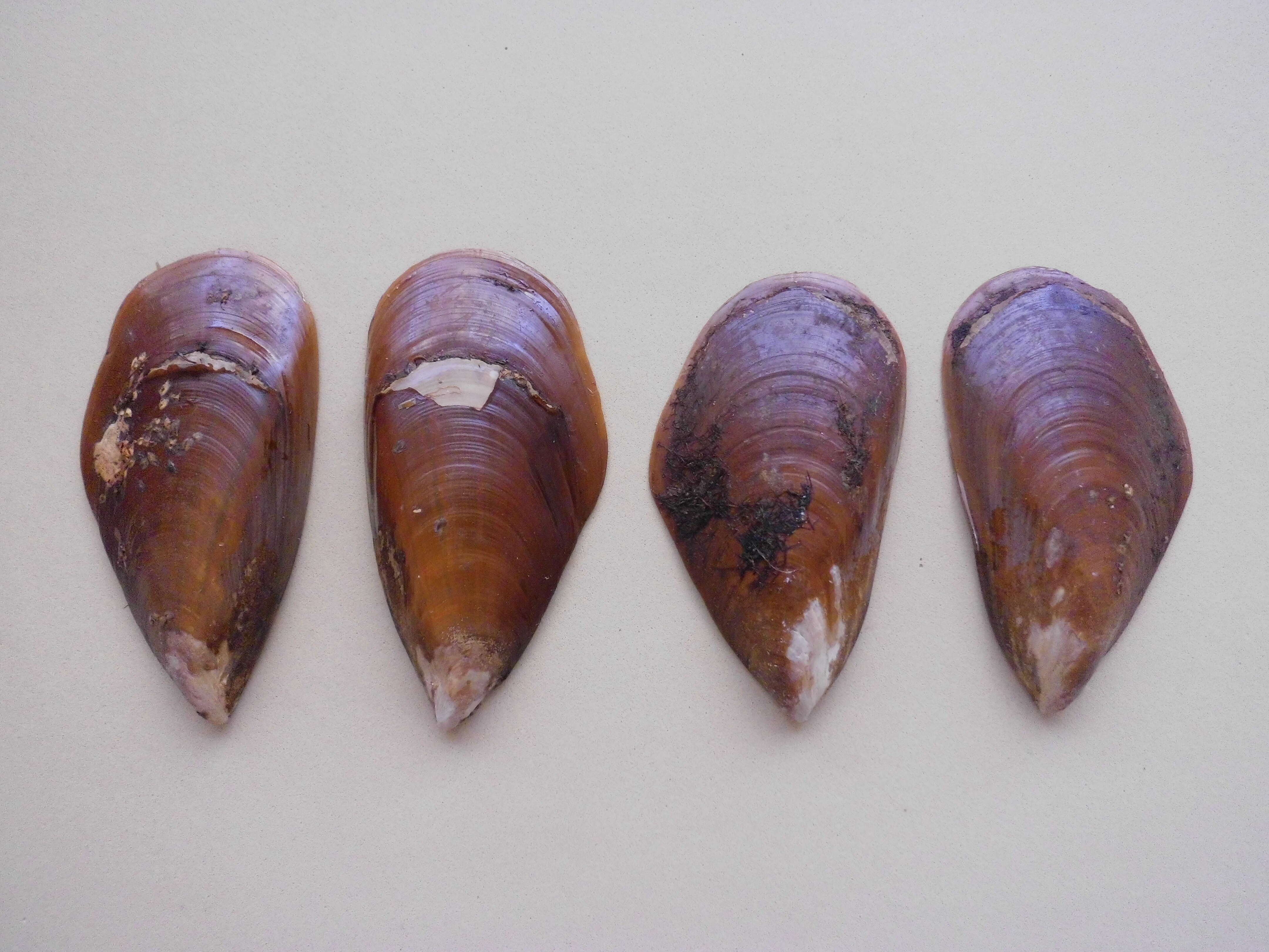 Image of Mexilhao mussel