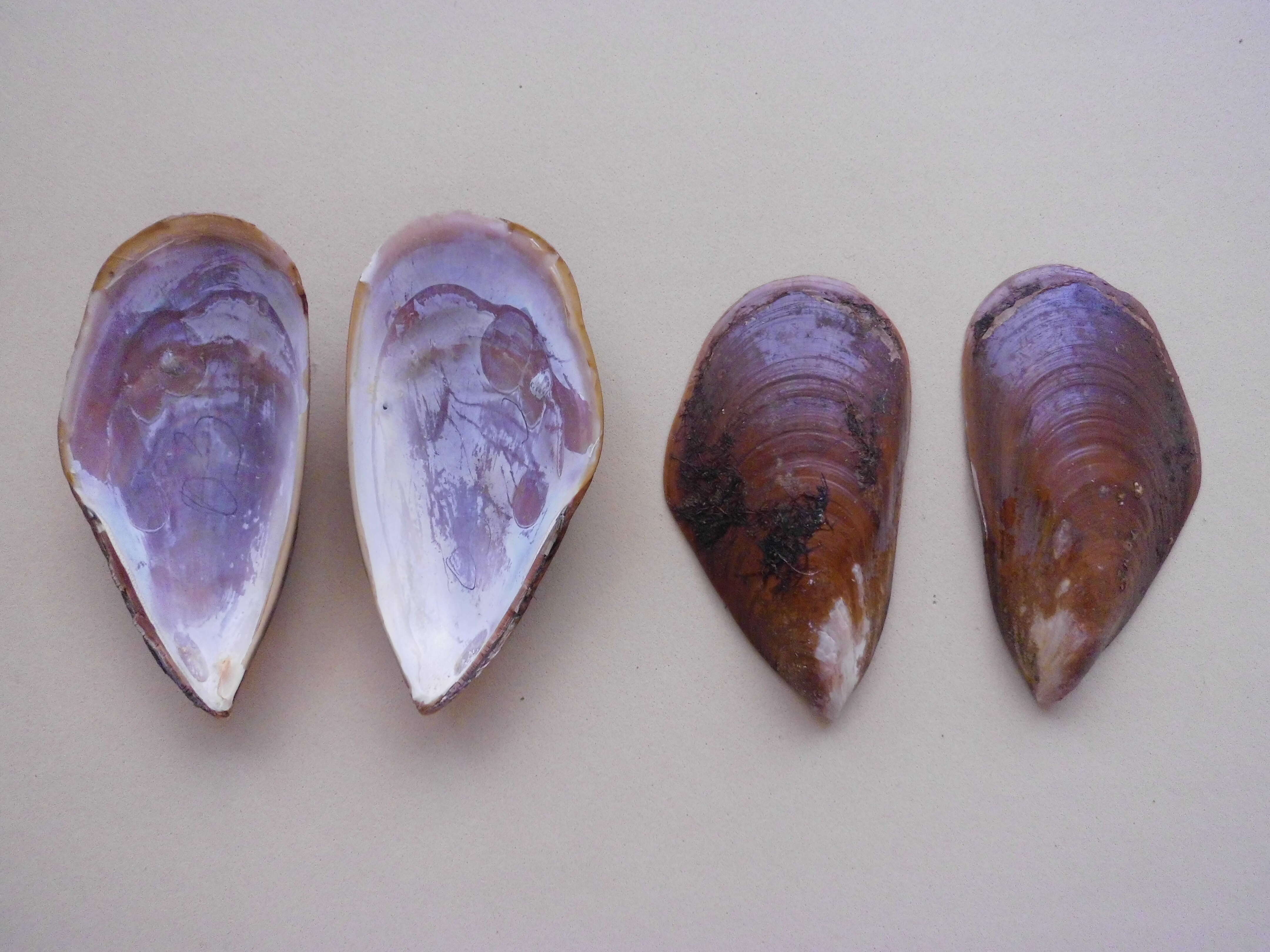 Image of Mexilhao mussel