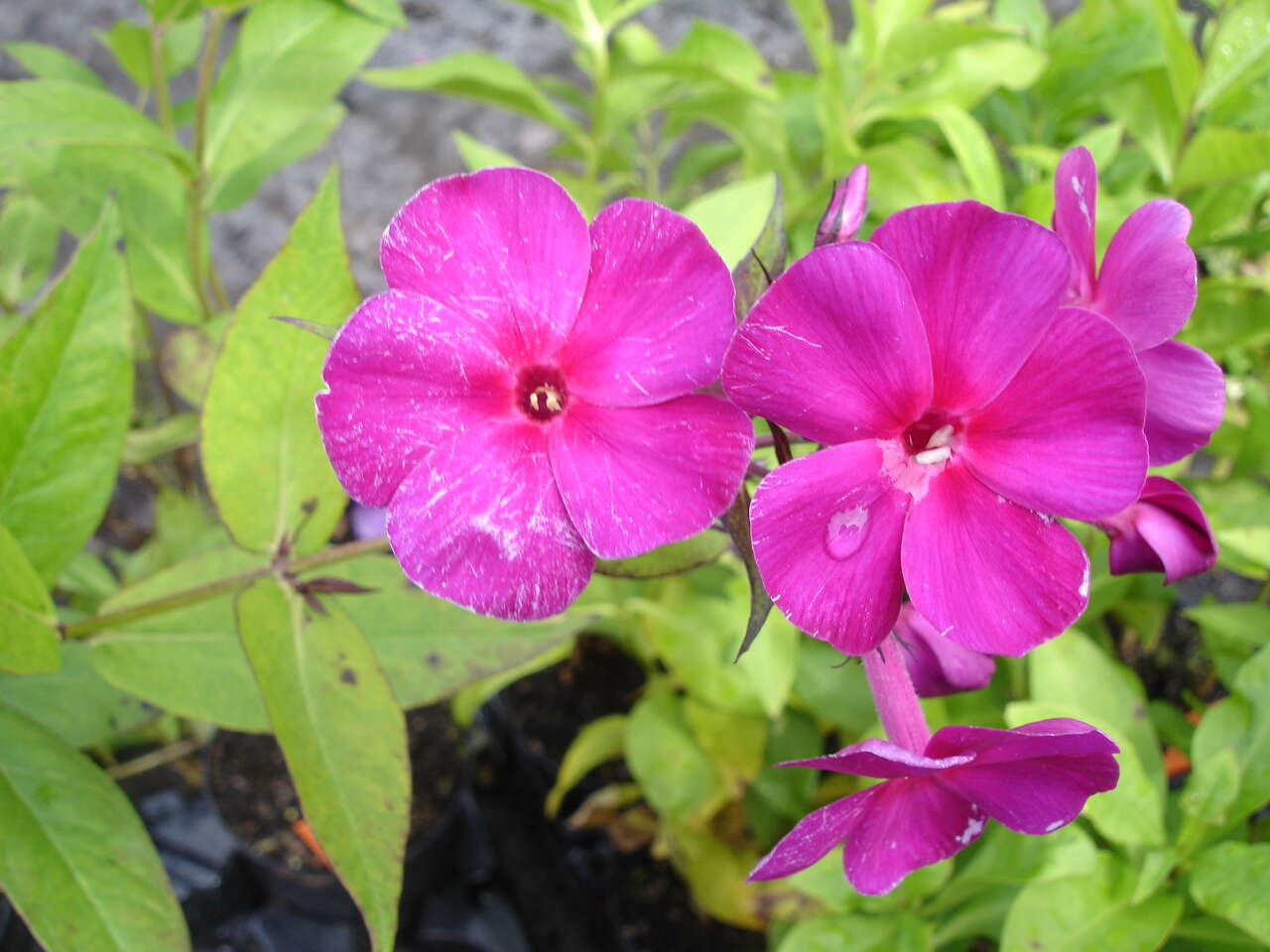 Image of fall phlox