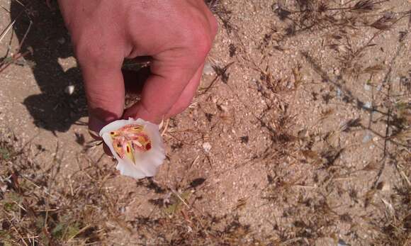 Image of butterfly mariposa lily