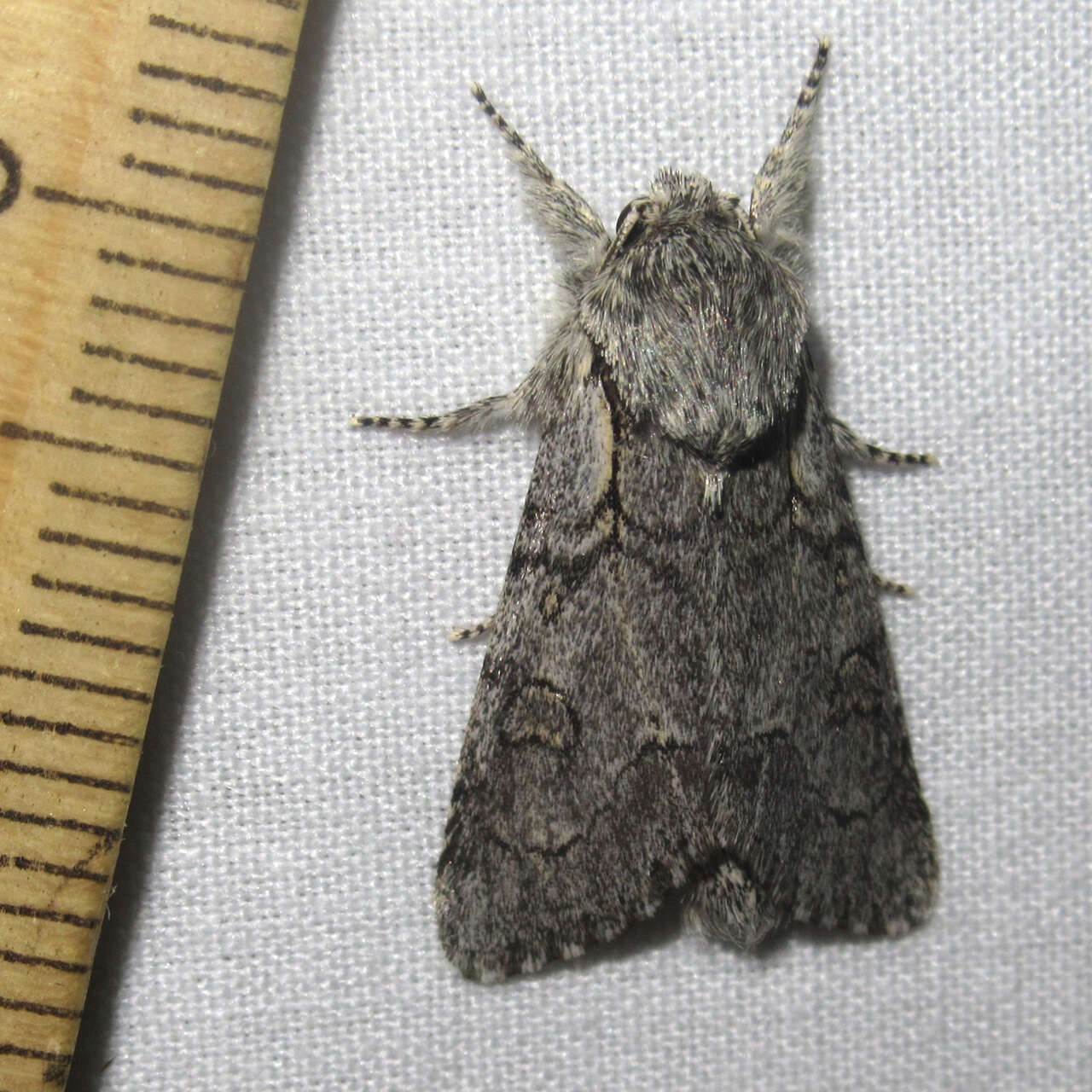 Image of Acronicta tota Grote 1878