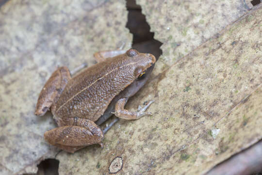 Image of Arcuate-spotted Pygmy Frog