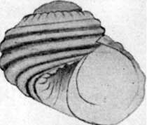 Leptothyra candida (Pease 1861)的圖片