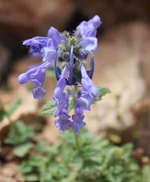 Nepeta supina Steven resmi