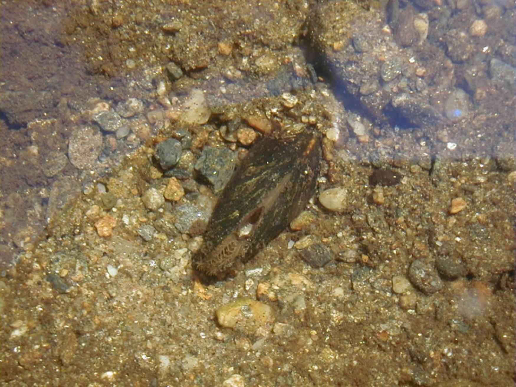 Imagem de Alasmidonta heterodon (I. Lea 1829)