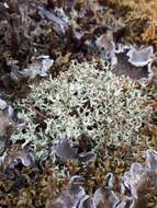 Image of Thorn cladonia