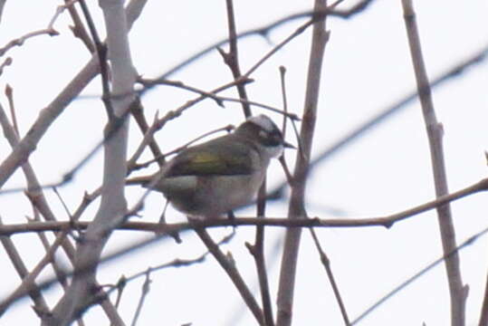 Image of Light-vented Bulbul