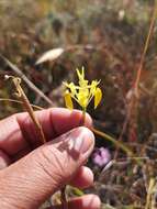 Image of Moraea inconspicua Goldblatt