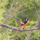 Image of Moussier's Redstart