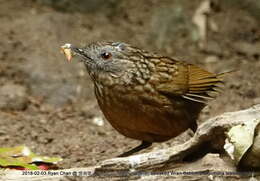 Image of Streaked Wren-Babbler